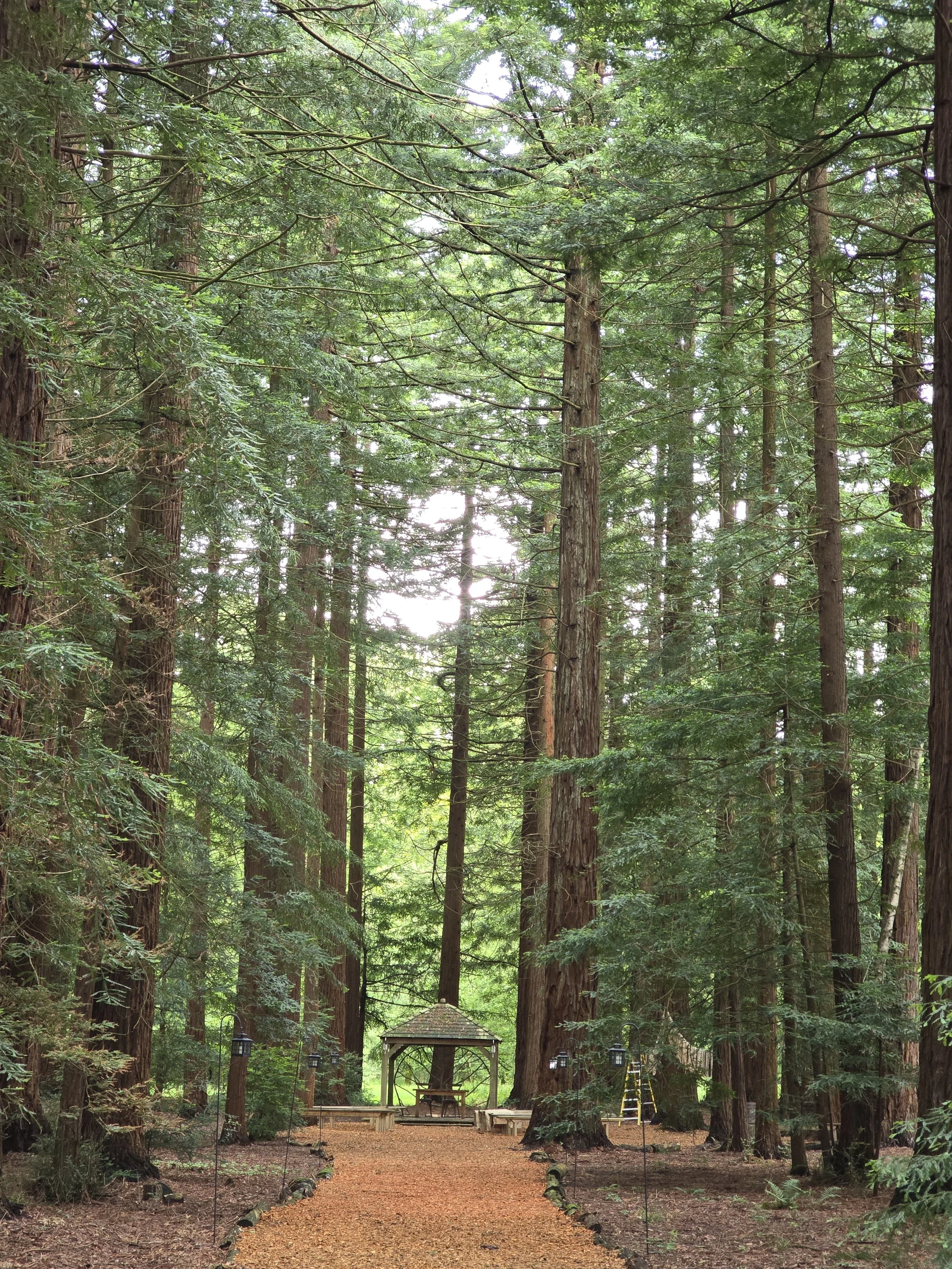 magical-forest-wedding-venue