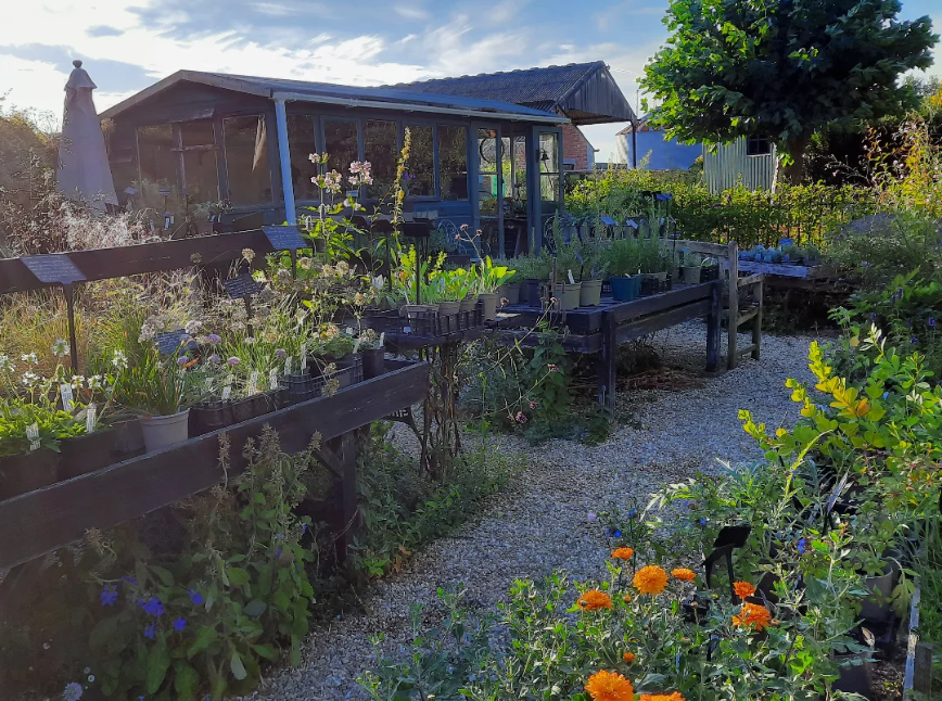 CB Plants Nursery in the late day light