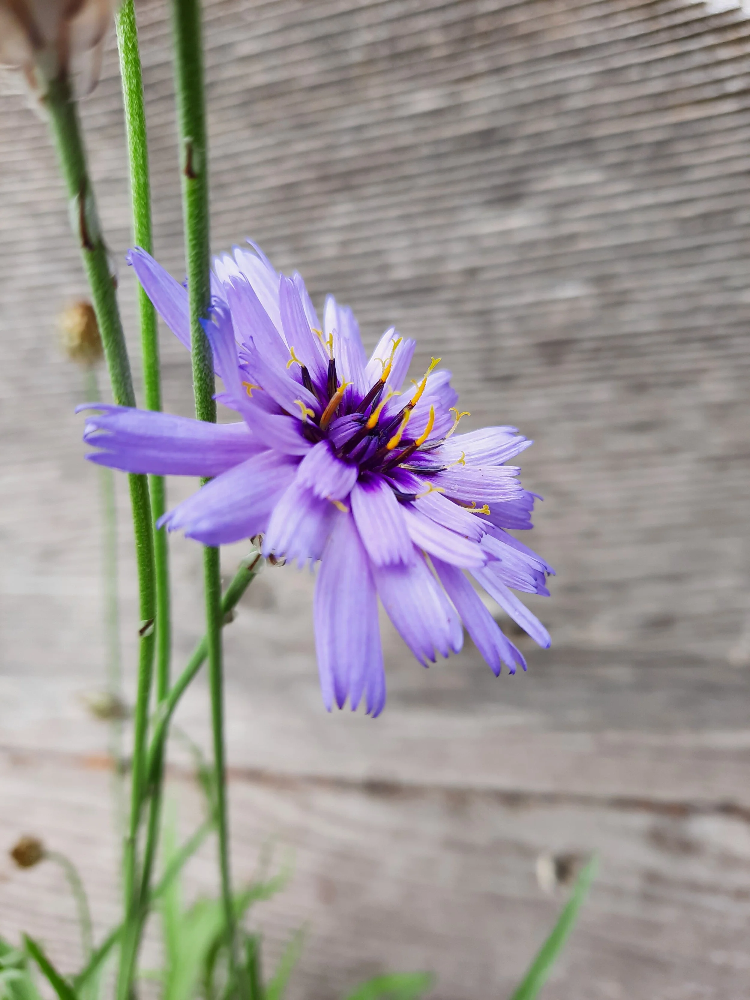  Catananche caerulea 