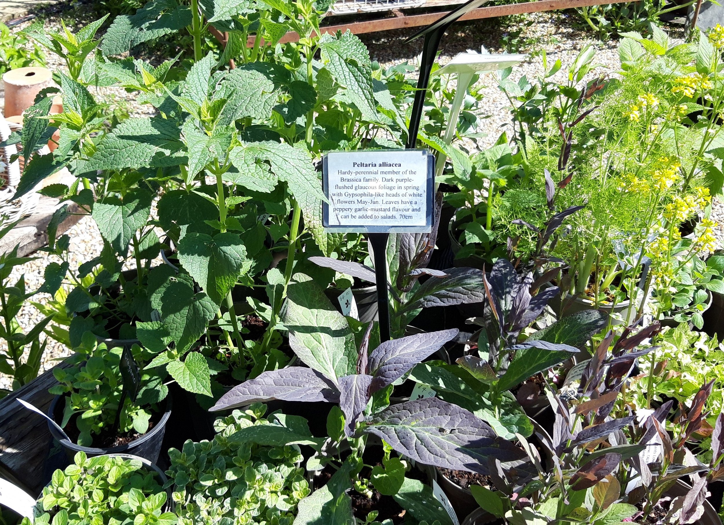  Unusual Culinary Herbs 