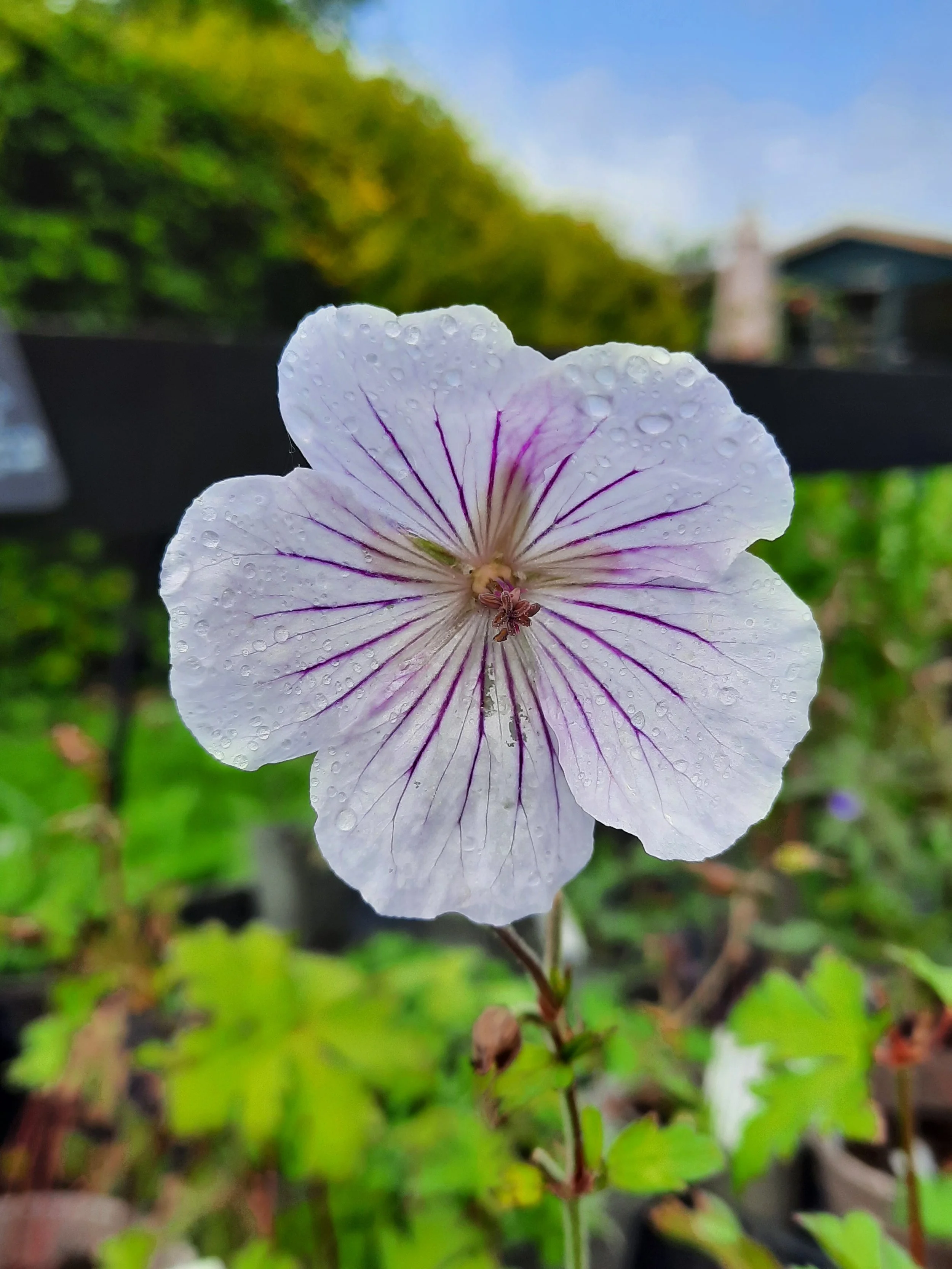  Geranium 'Derrick Cook' 