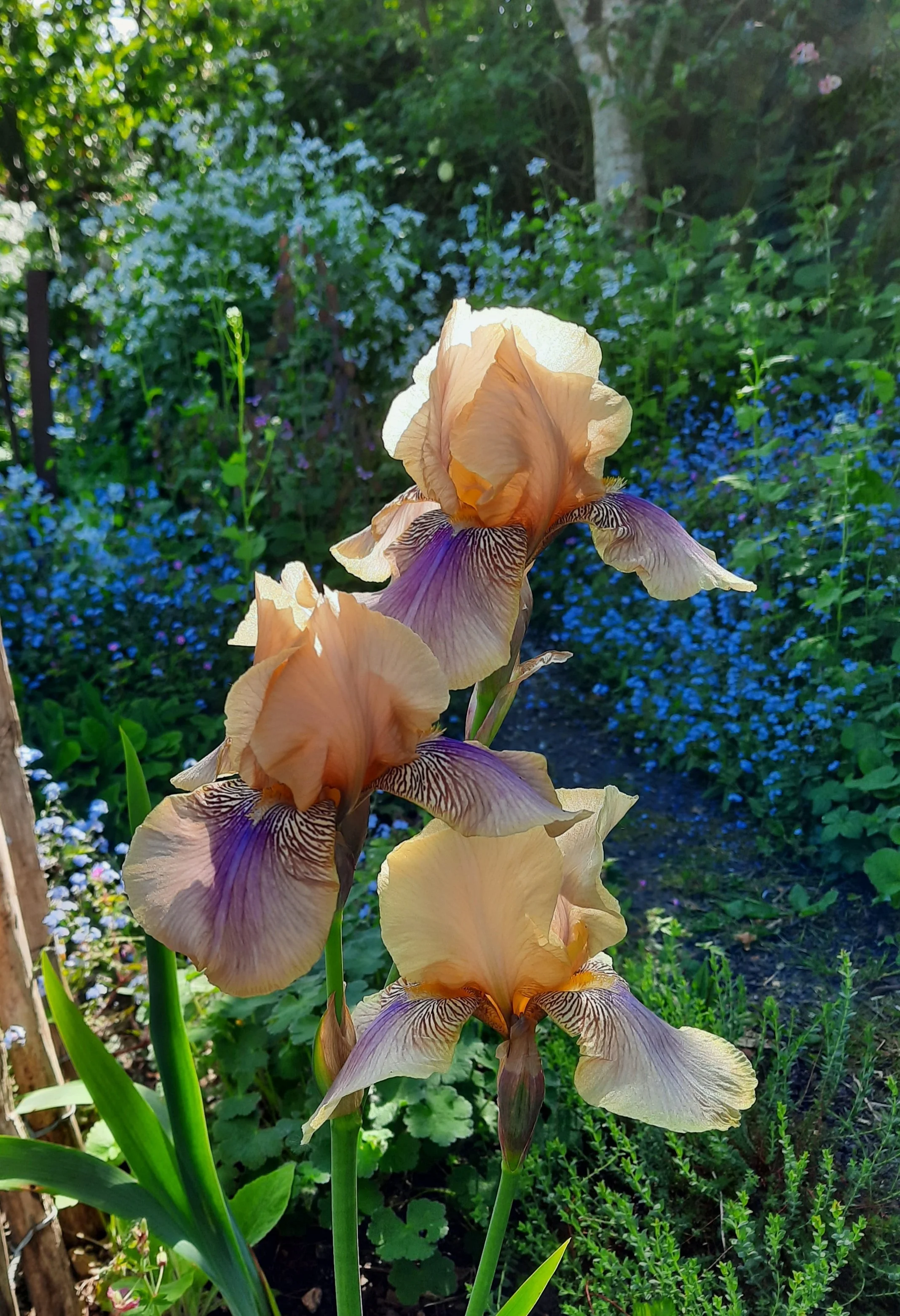  Iris 'Benton Olive' 