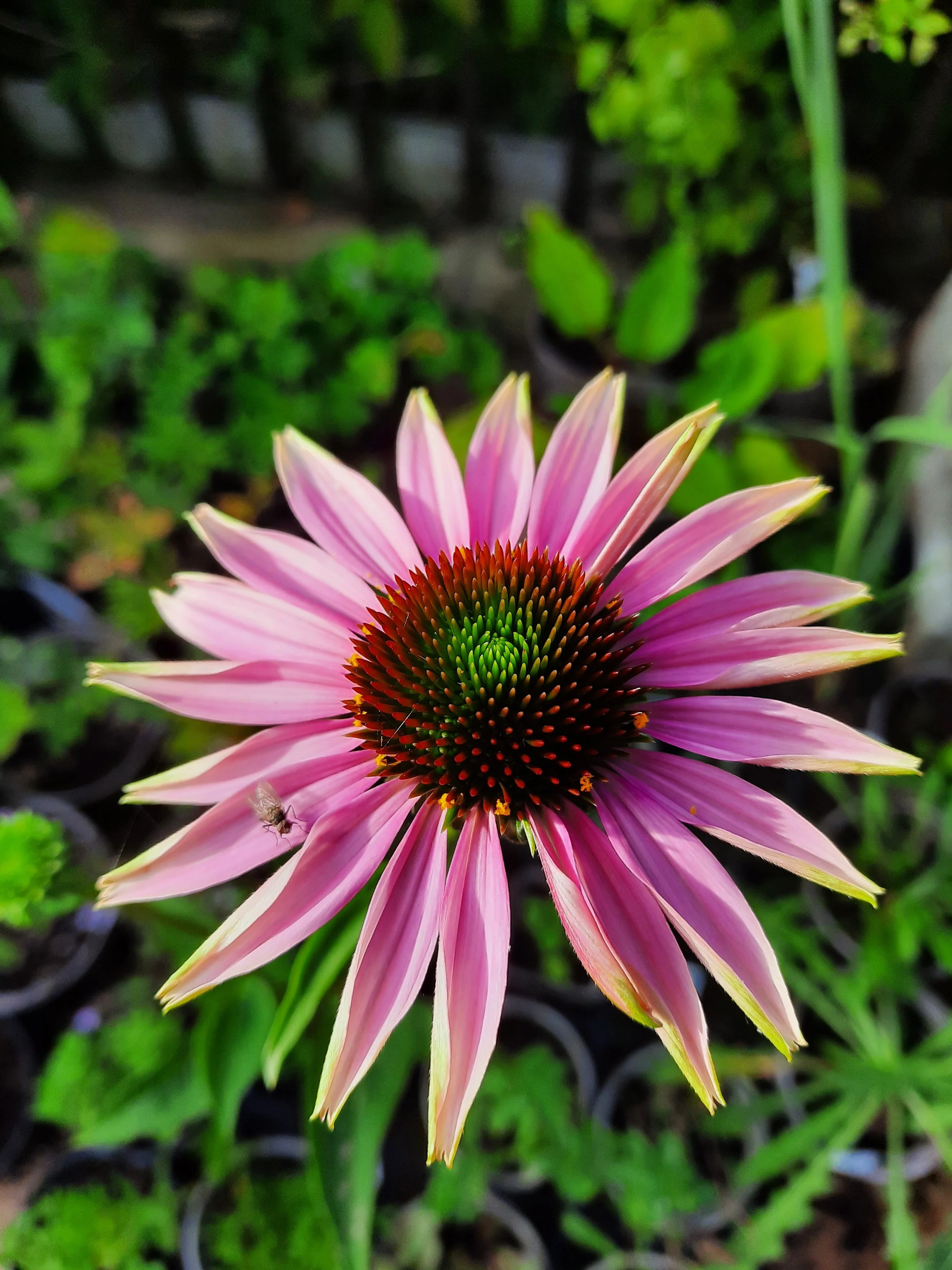  Echinacea purpurea 