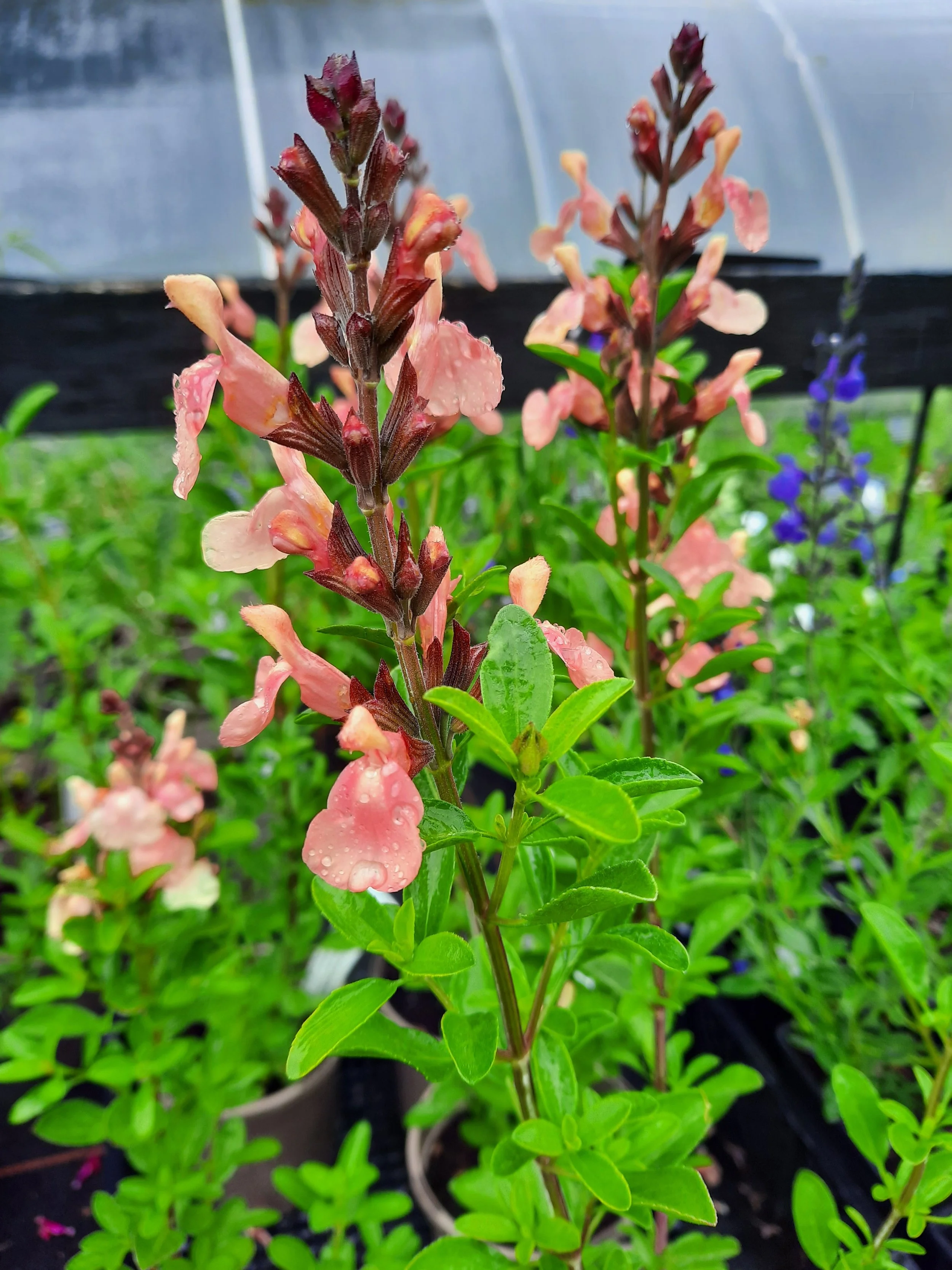  Salvia 'Señorita Leah' 