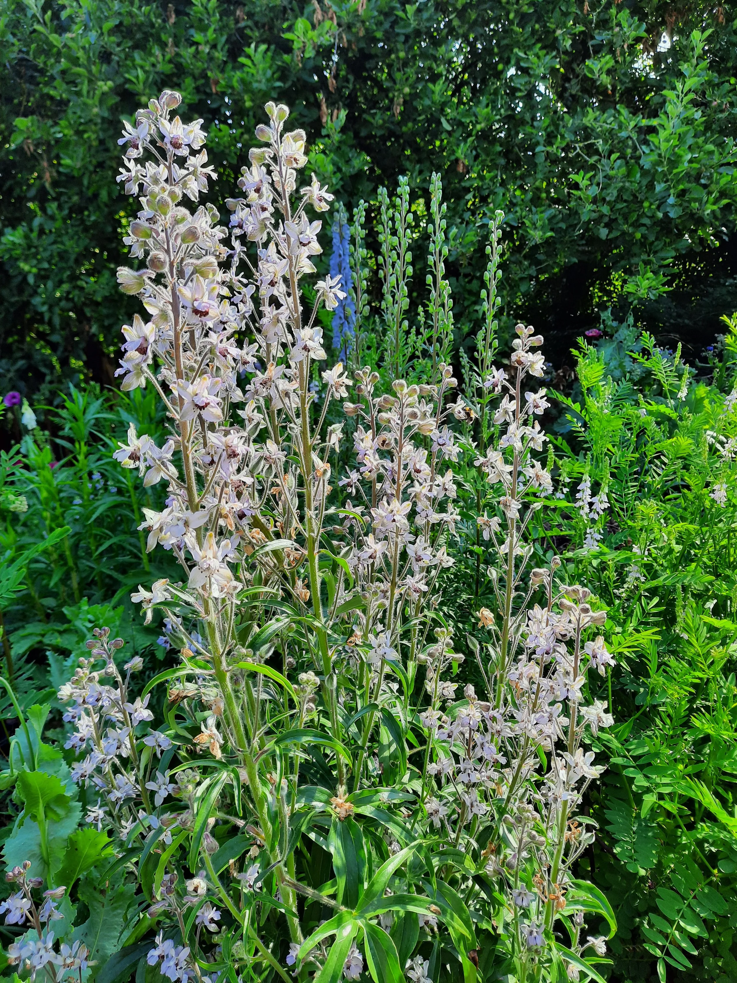  Delphinium requienii 