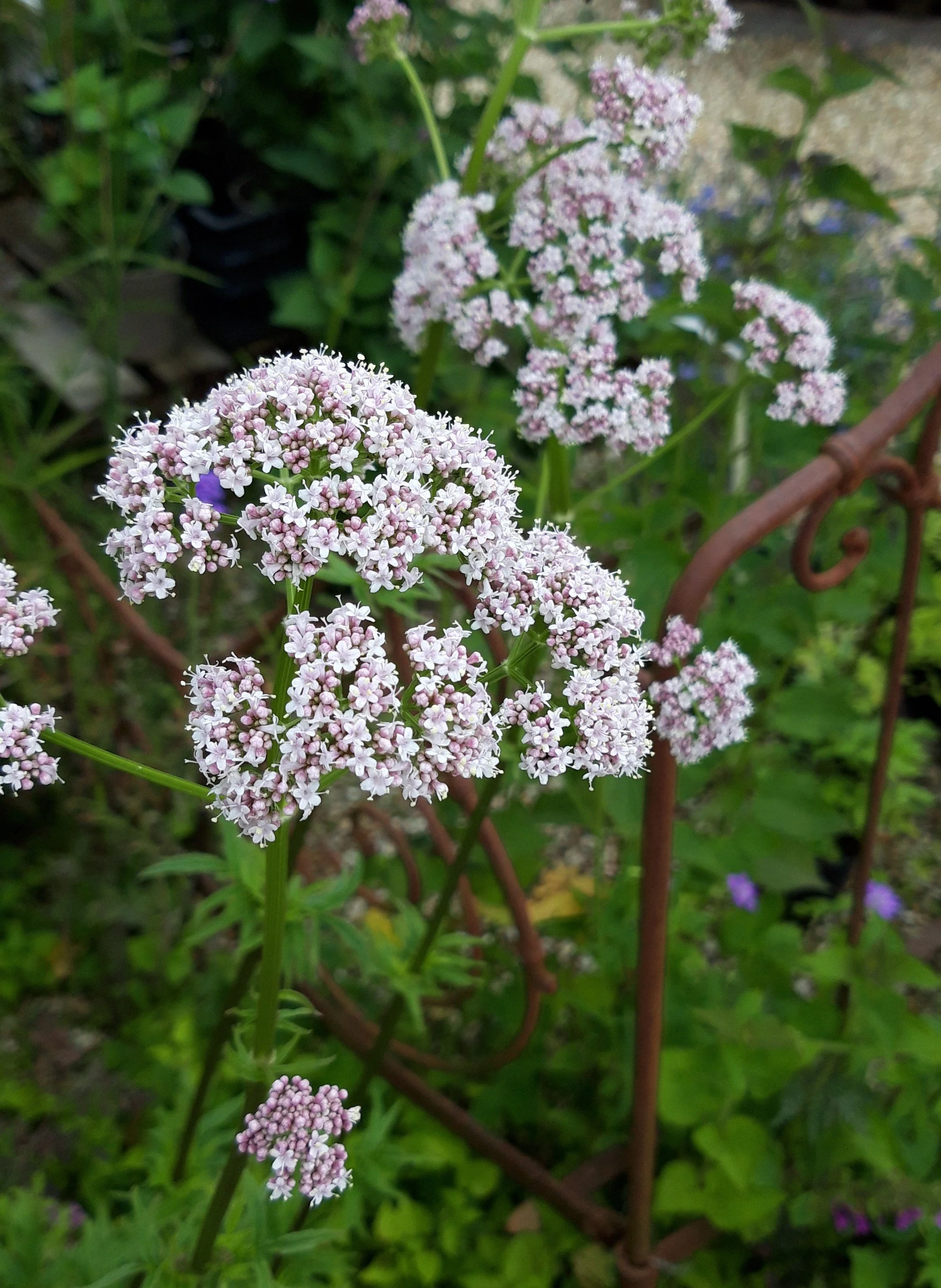  Valariana officinalis - Valarian 