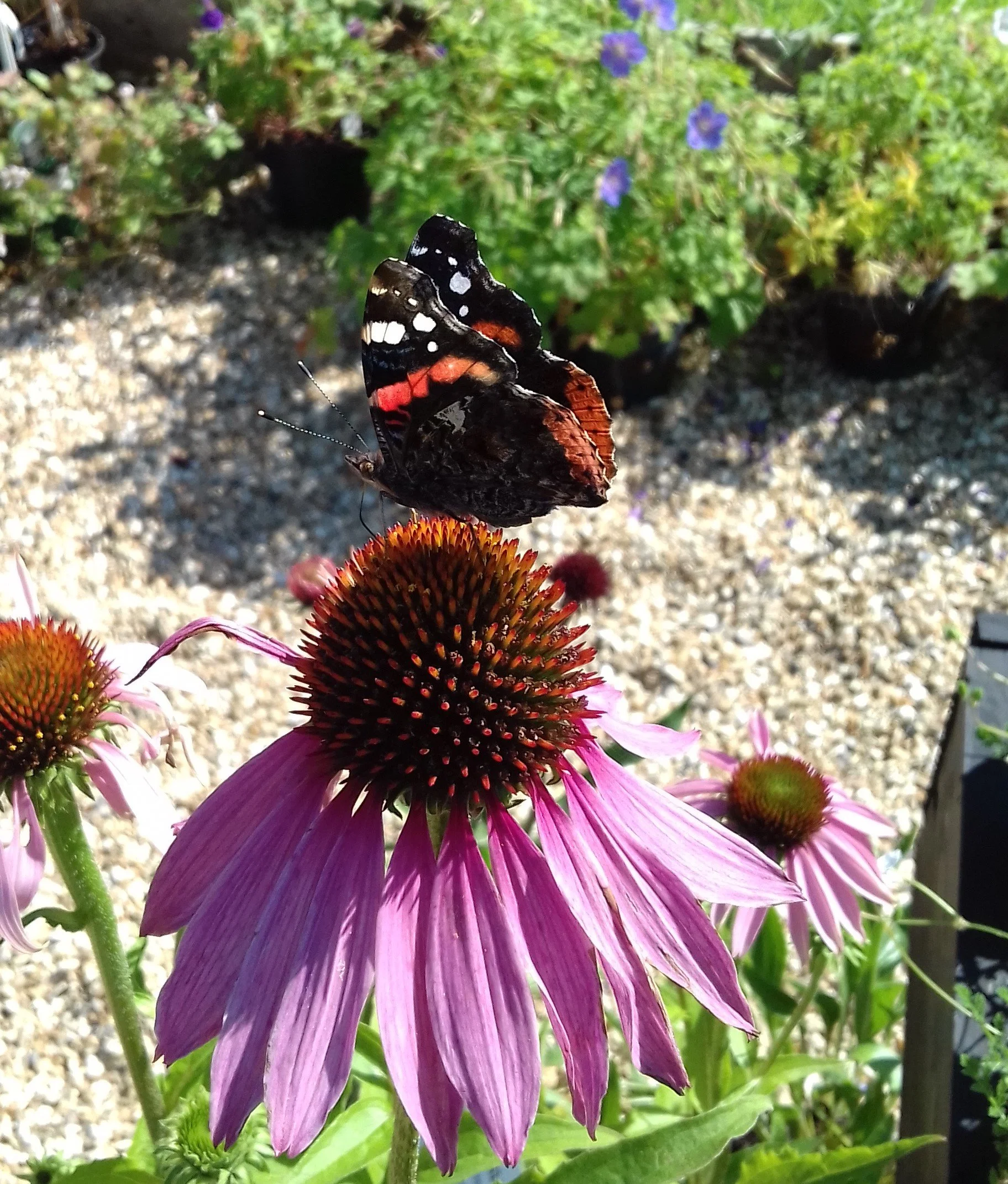 Red admiral butterfly on Echinacea purpurea
