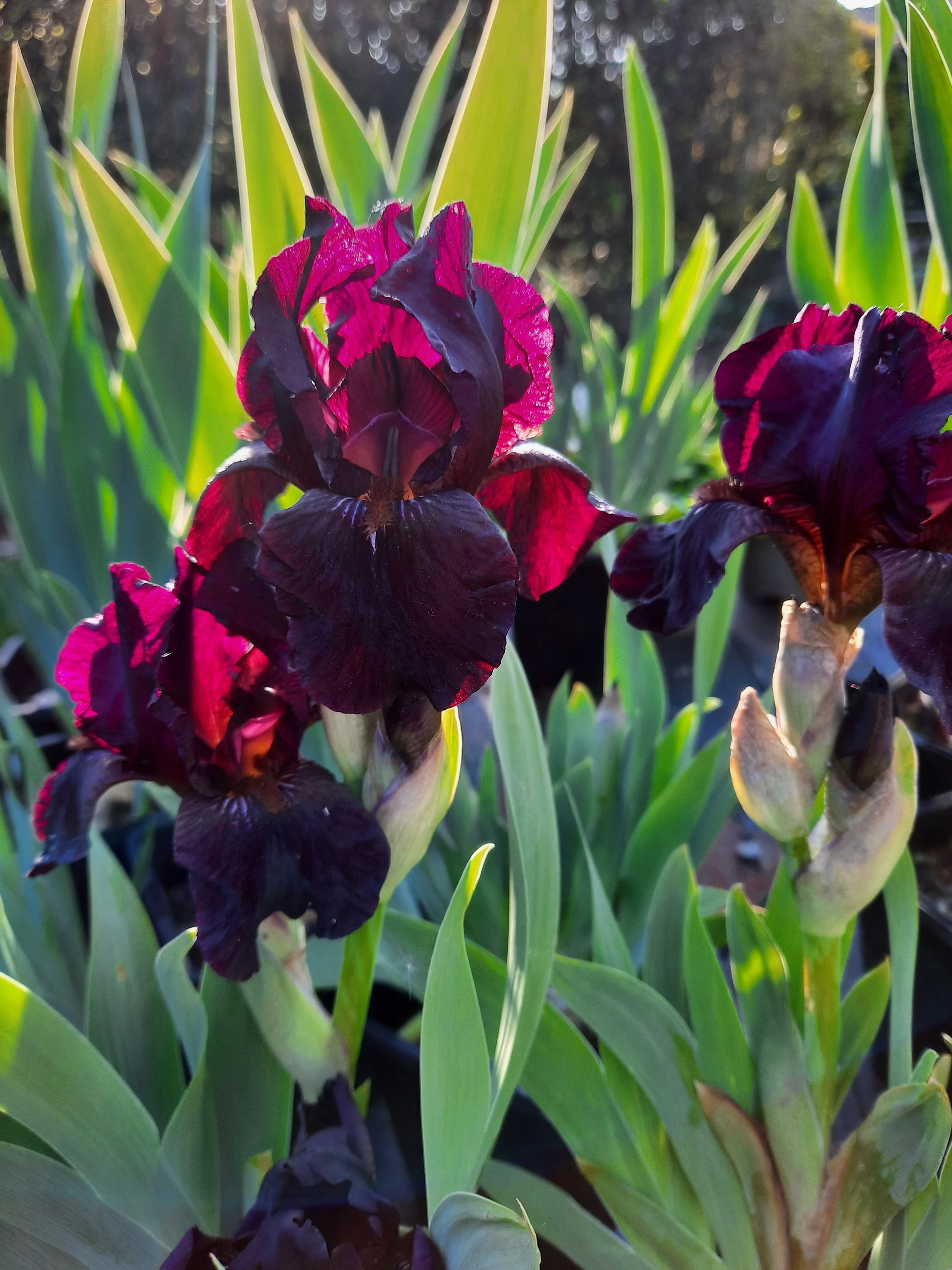 Iris Langport Wren.jpg