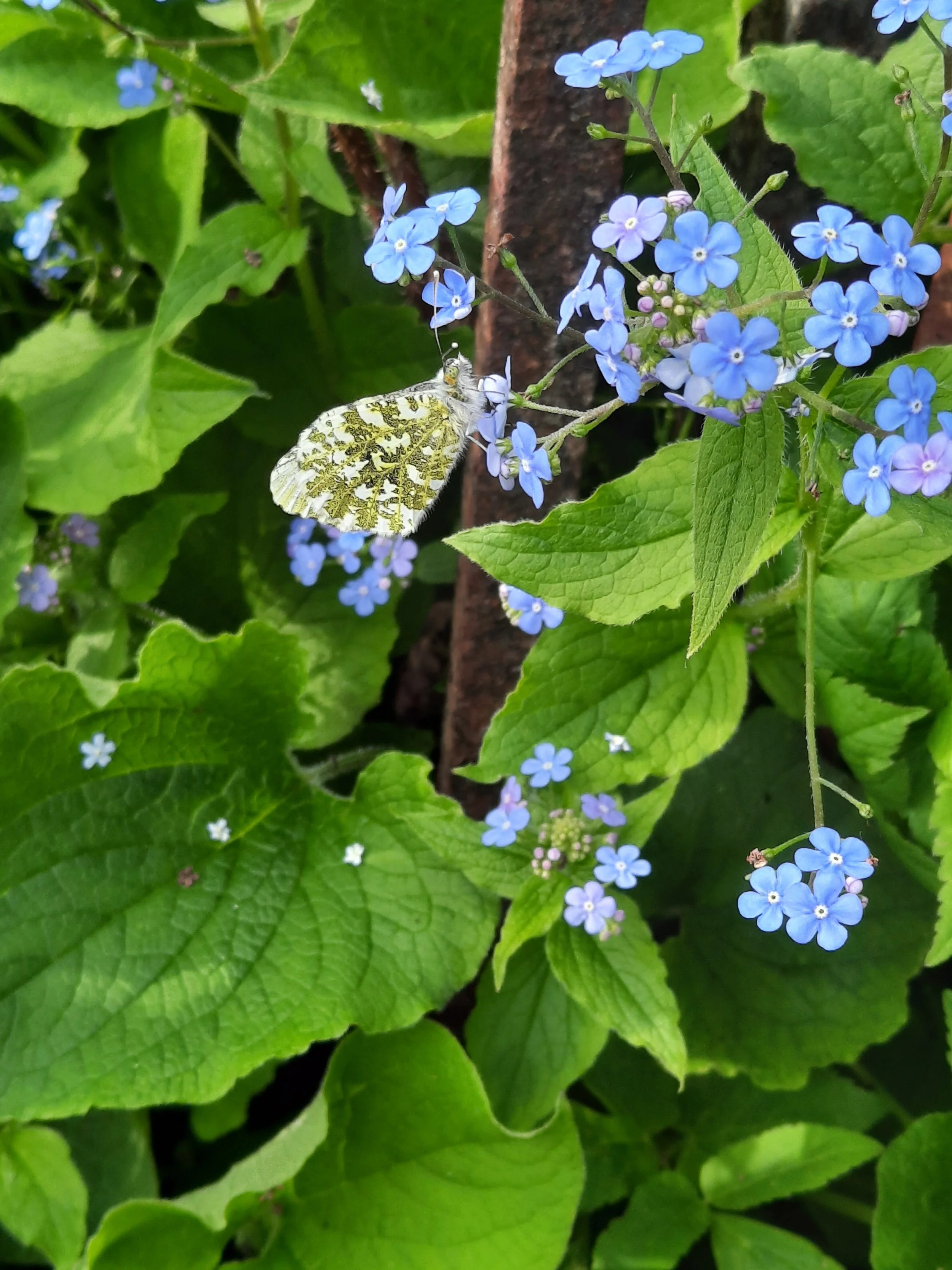 Orange Tip Butterfly on Brunnera.jpg