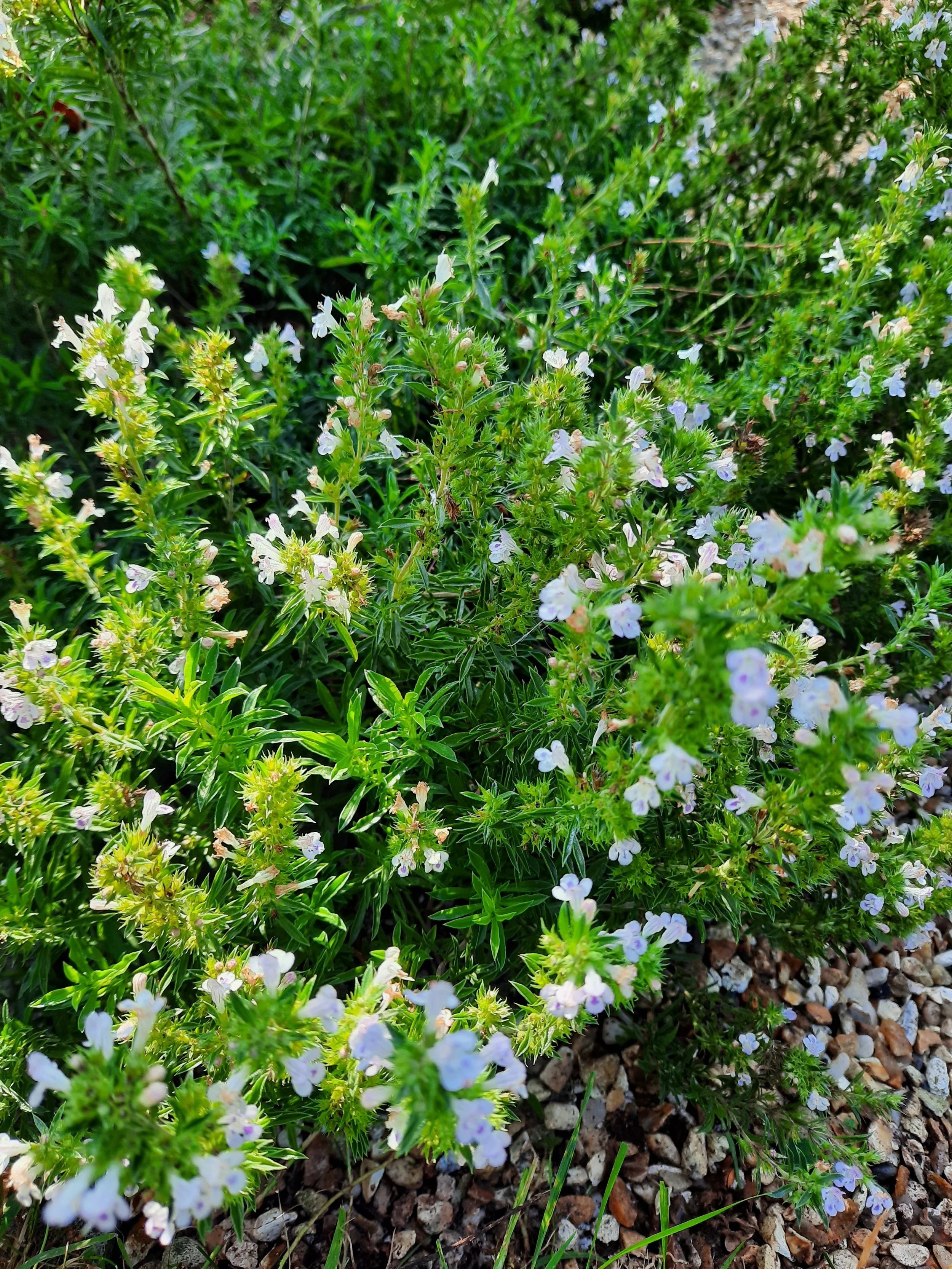  Satureja montana Winter Savoury 