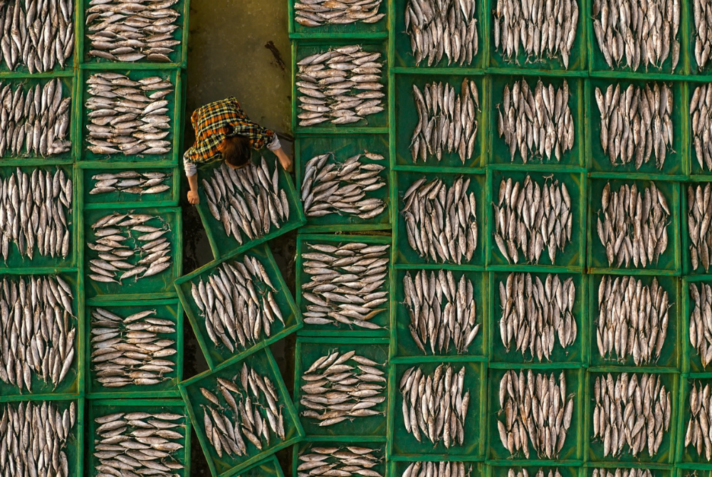 Crisis Underwater: The Unseen Cost of the Catch 