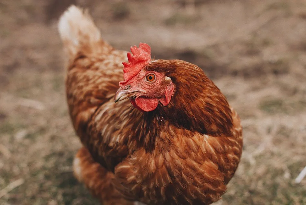 Lever and EU Parliament Members Urge EU Food Companies to End Cages Globally