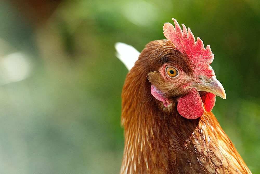 Lever’s Work Leads to Bakkavor Global Cage-Free Policy
