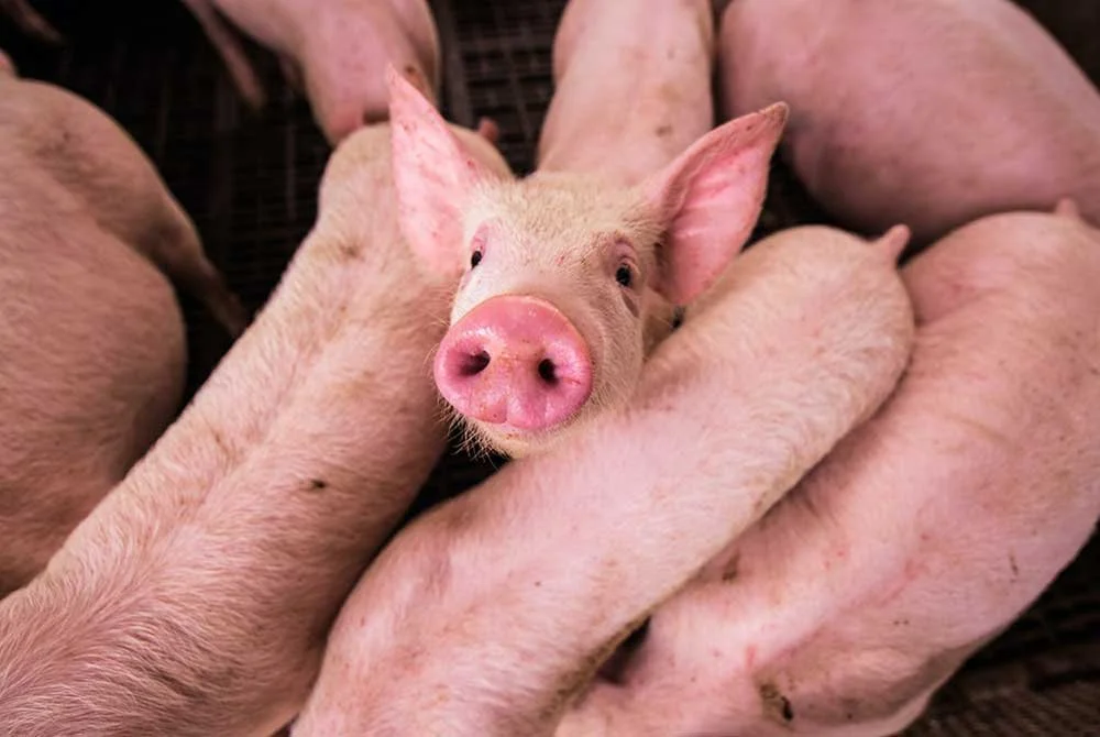 Lever Helps RBI Set Pledge to Eliminate Cages, Crates From Global Supply Chain