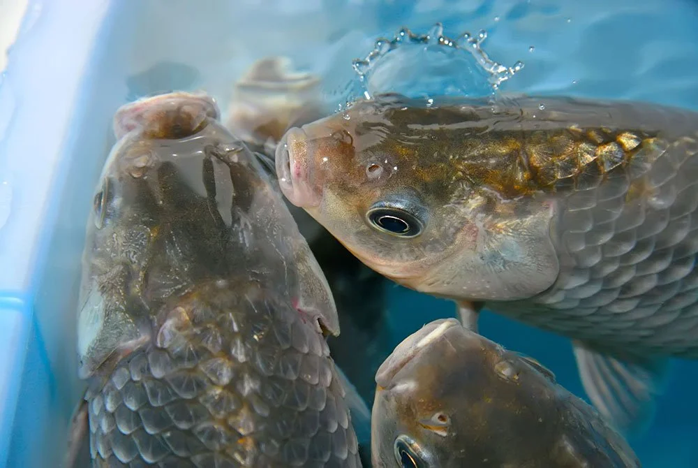 New Policy Will Benefit Fish, Chickens, Pigs and Cows in JDE Peet’s Supply Chain