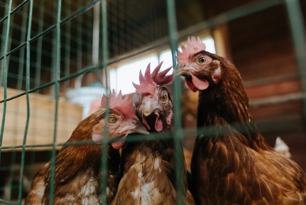 Lever Launches Global Suppliers’ Lists to Speed Shift From Cages