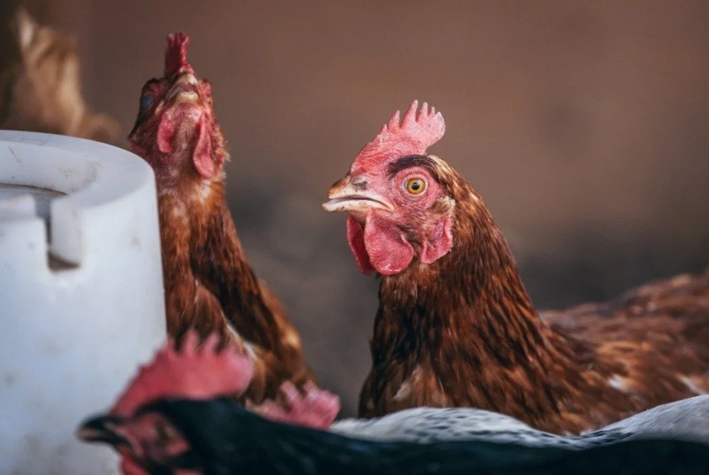 Lever's Survey: Egg Producers in China Look at Cage-Free Expansion