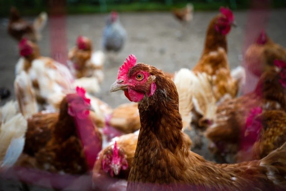 60% of Top QSR Chains to End Cage Confinement