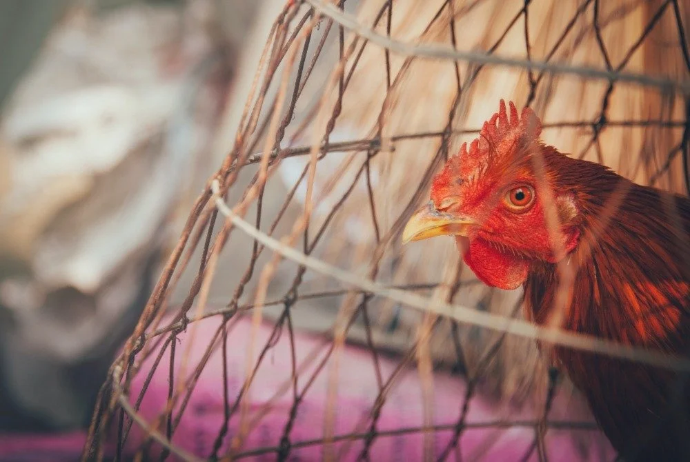 China’s Egg Producers See Alternatives to Cruel Cages