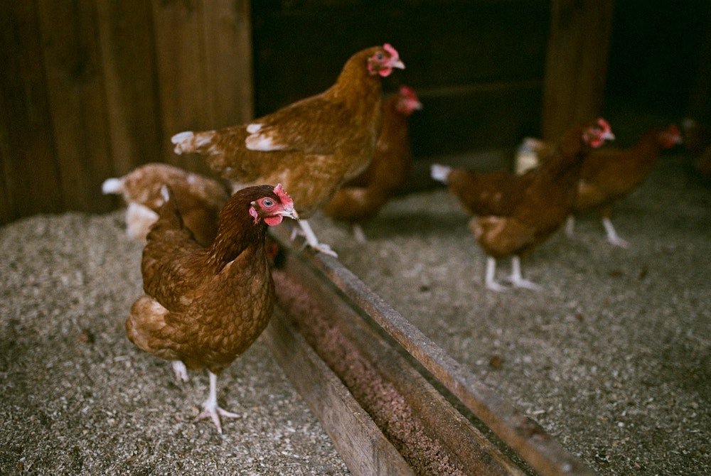 Retail Chain DIA Group Goes Cage-Free Globally