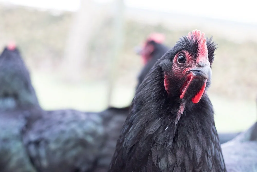 Melco Resorts & Entertainment Bets on Cage-Free Eggs