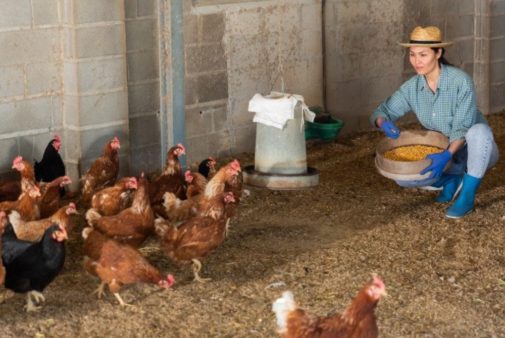 Lever's Work with Benlai Life Sparks Momentum in China's Shift to Cage-Free Egg