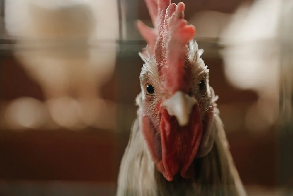 Paving the Way for Cage-Free Eggs in China and Beyond