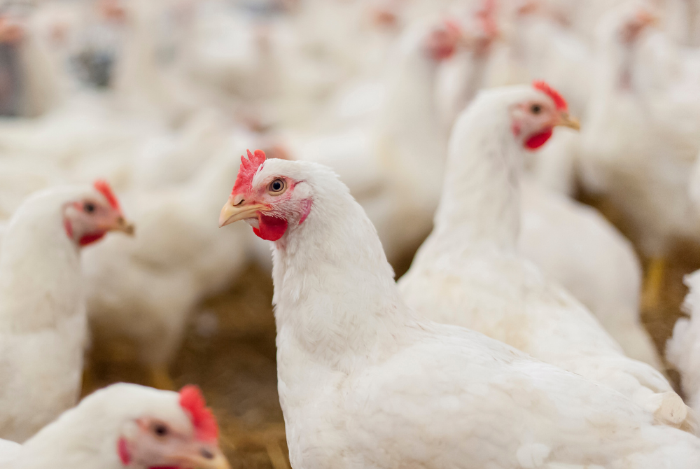 Progress in Motion: More Egg Producers in Asia Embrace Cage-Free Practices