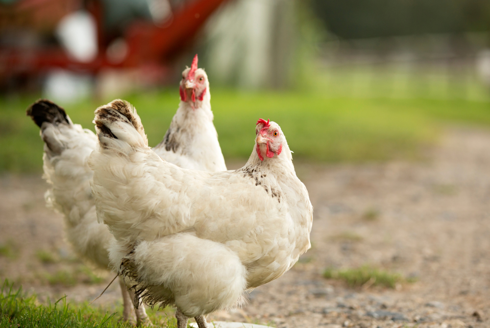 Lever Facilitates Knowledge Exchange at Sino-Malaysia Cage-Free Egg Symposium