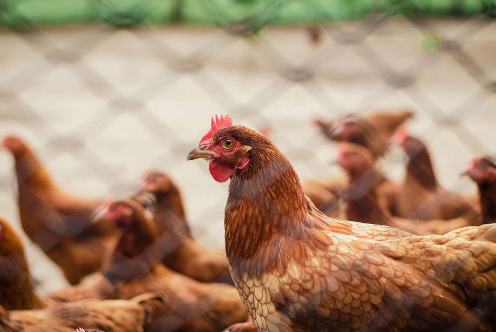 Survey: Majority of Korean Consumers Want Food Companies to Use Only Animal Welfare Eggs