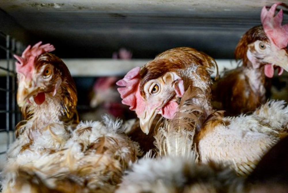Two-Thirds of Restaurants Chains in the Philippines Commit to Ethical Sourcing