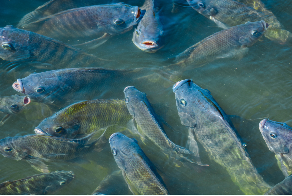 ASC’s New Aquaculture Standard Sets a Higher Bar for Fish Welfare