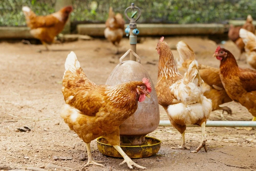 Over 90 Asian Locations Commit to Cage-Free Eggs by 2035