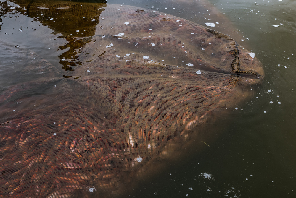 New Model Seafood Welfare Standard Provides Corporate Sourcing Roadmap