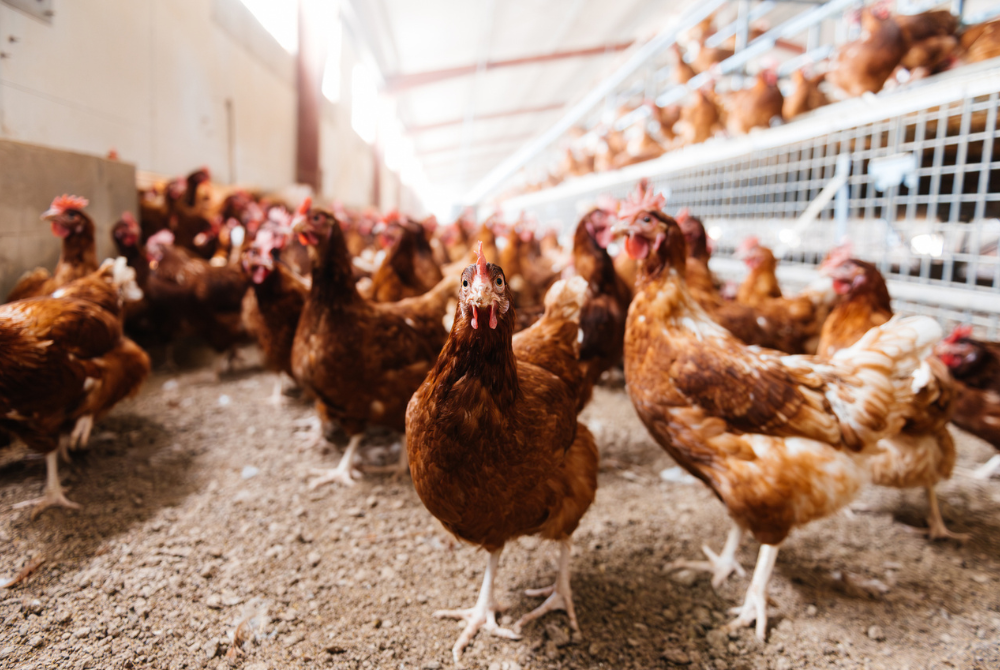 Indonesia Animal Welfare Standards Support Cage-Free Shift