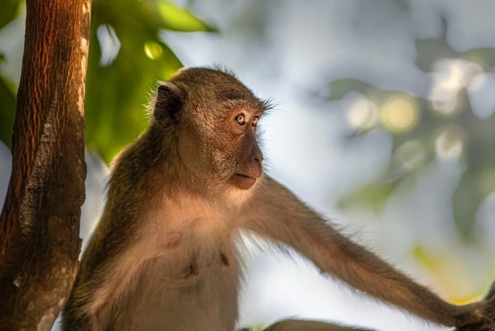 Saving Wildlife, One Meal at a Time: Mindful Choices for a Healthier Planet