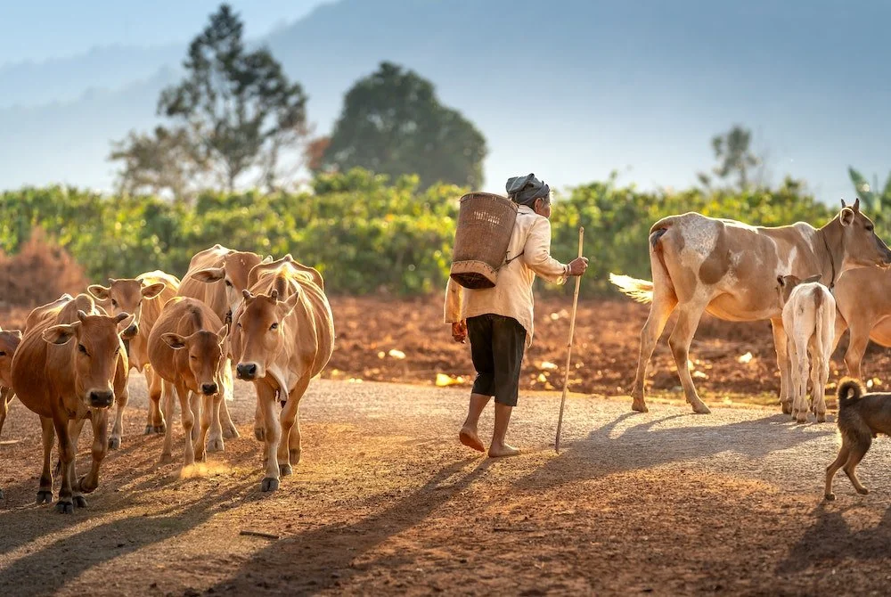 Report: Asia Won't Meet Climate Goals Without Alternative Protein