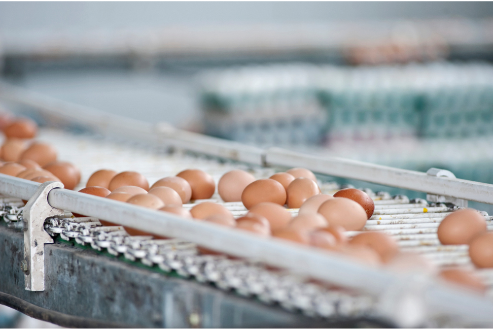 Survey: Majority of Southeast Asian Consumers Want Food Companies to Use Only Cage-Free Eggs