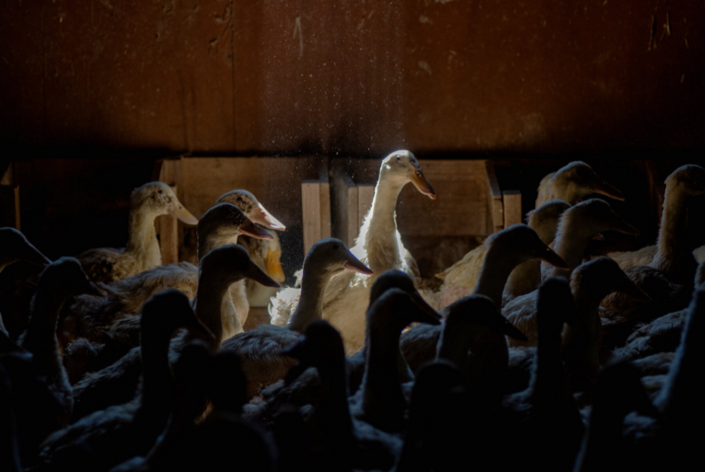 Xuri Egg Products to Export 100% Cage-Free Duck Eggs by 2026