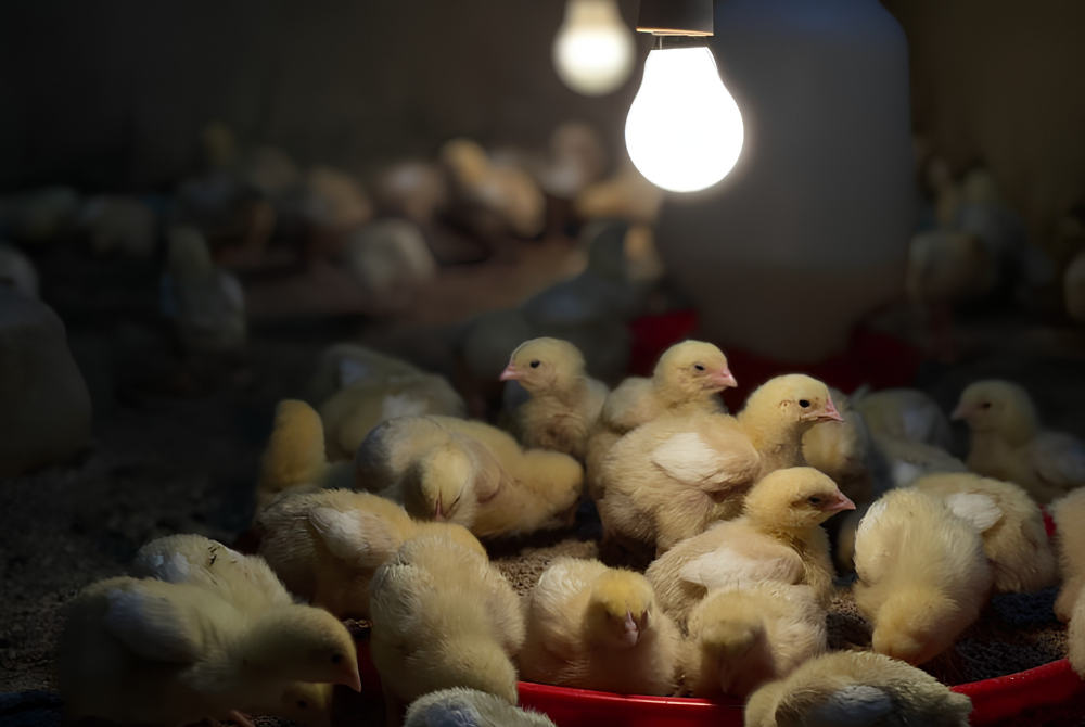 Kasemchai Food Plans to Produce 100 Million Cage-Free Eggs a Year