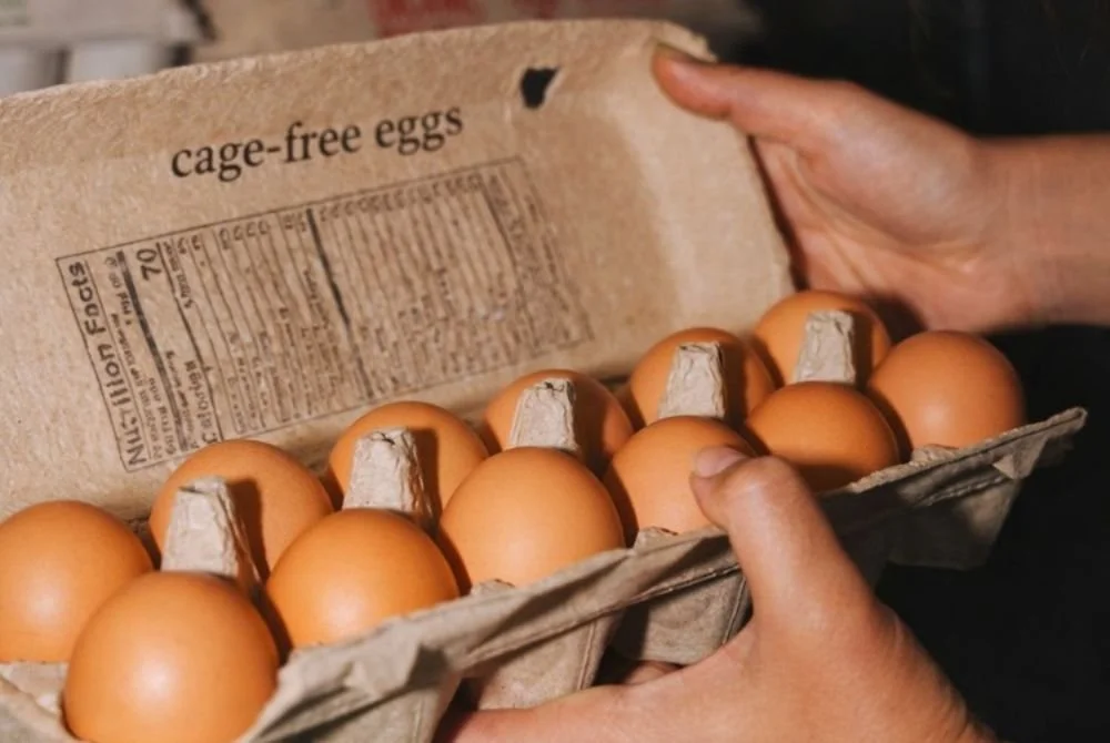 Philippine Retailers Make Measurable Gains on Cage-Free Eggs