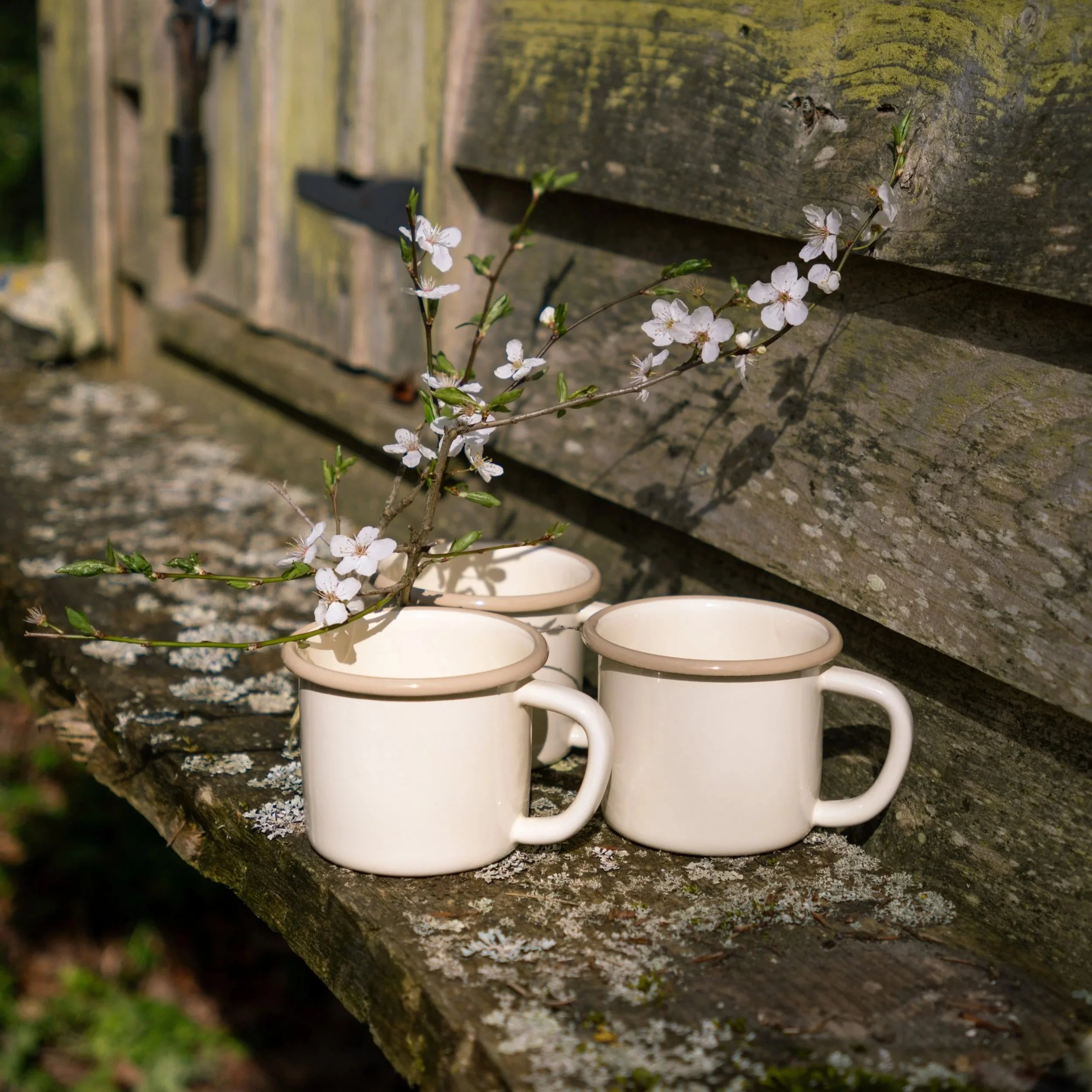 Three cream-colored mugs with a branch of white blossoms resting on a mossy wooden bench near a weathered wooden wall.