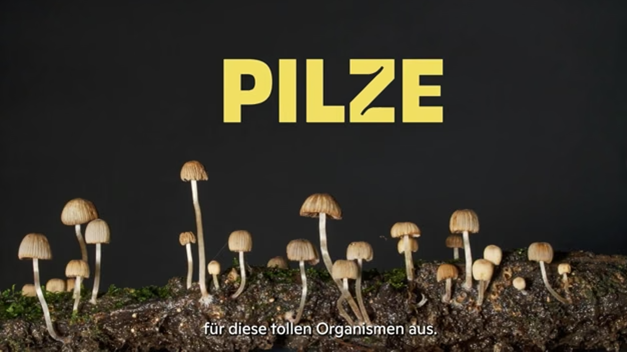 Pilze Pilze Pilze