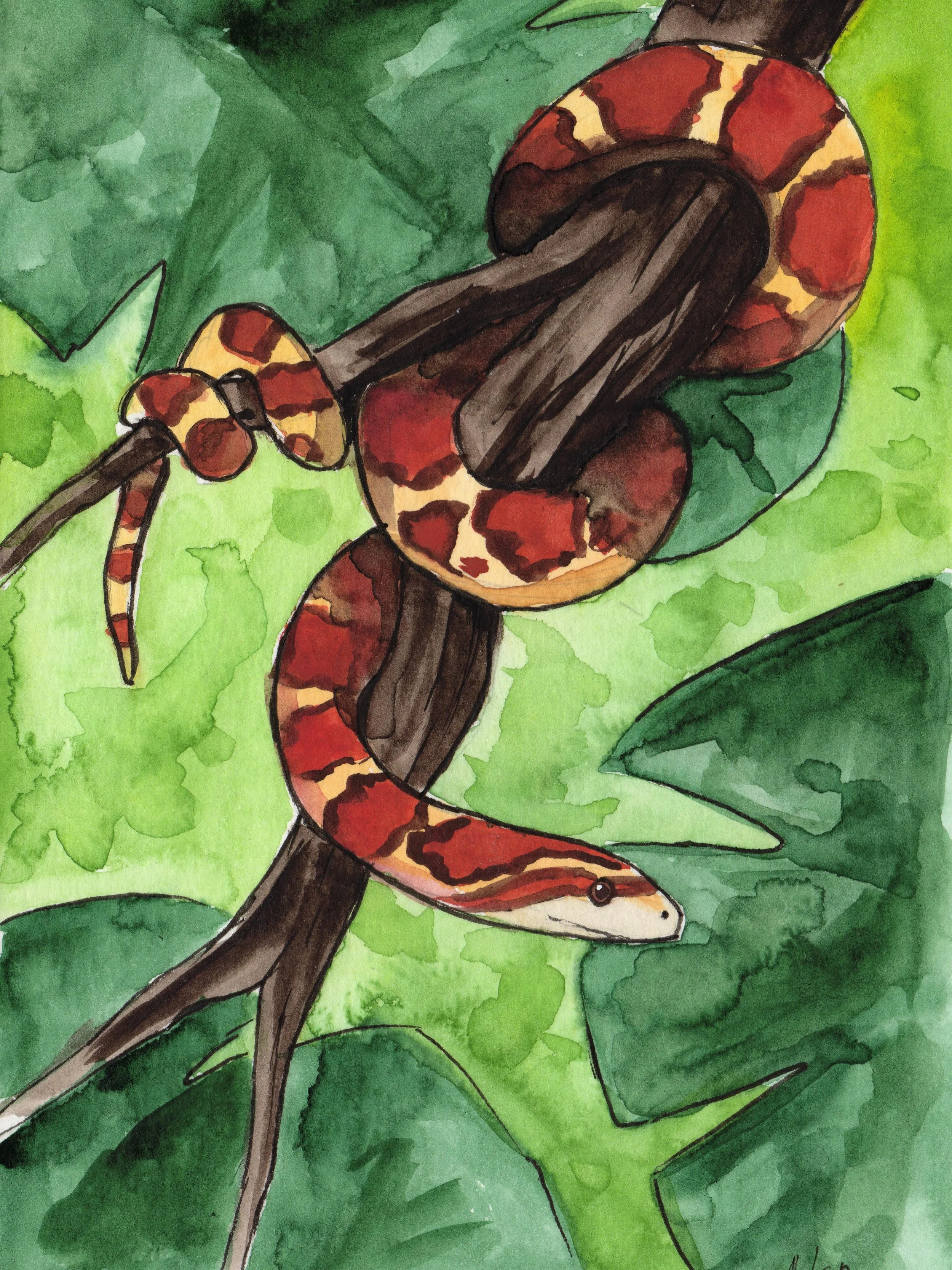 Snake 🐍👀

#schlange #kornnatter #aquarell #wildlifeart