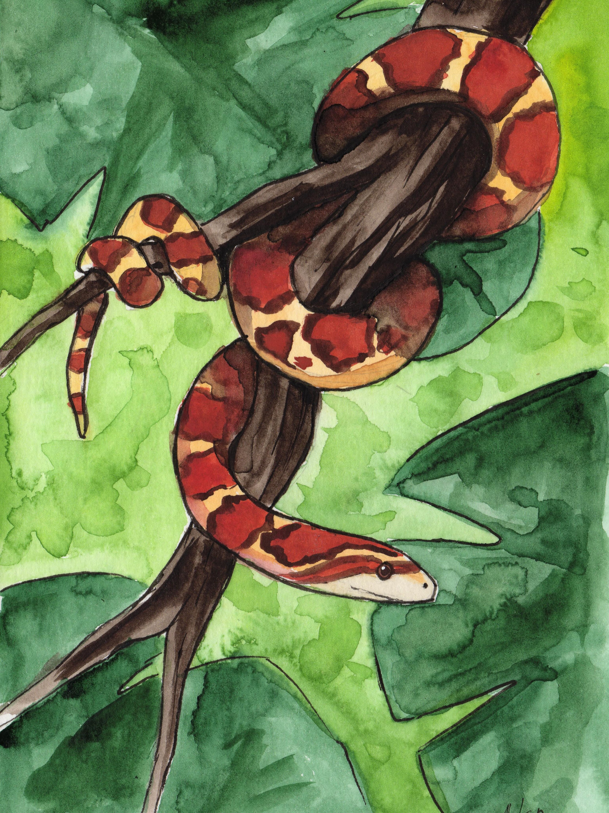 Snake 🐍👀

#schlange #kornnatter #aquarell #wildlifeart