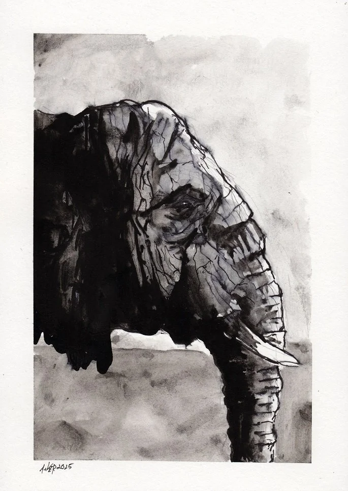 Elefant Portrait.jpg