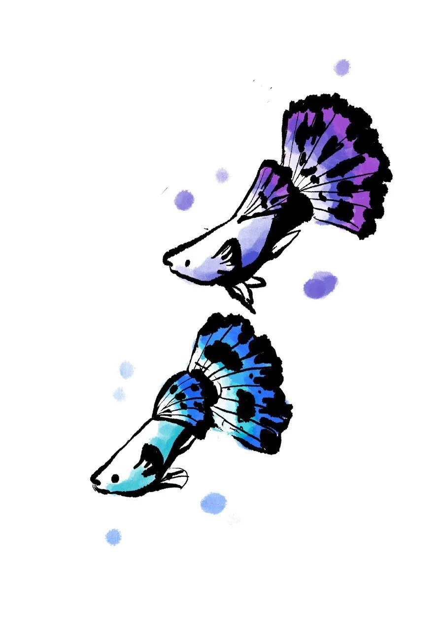 Zeichnung von zwei Guppies mit bläulichenFlossen und schwarzen Mustern, umgeben von blauen Flecken auf weißem Hintergrund.