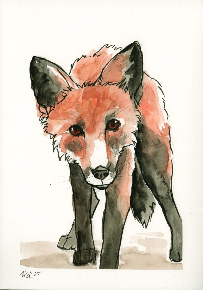 neugieriger Fuchs.jpg