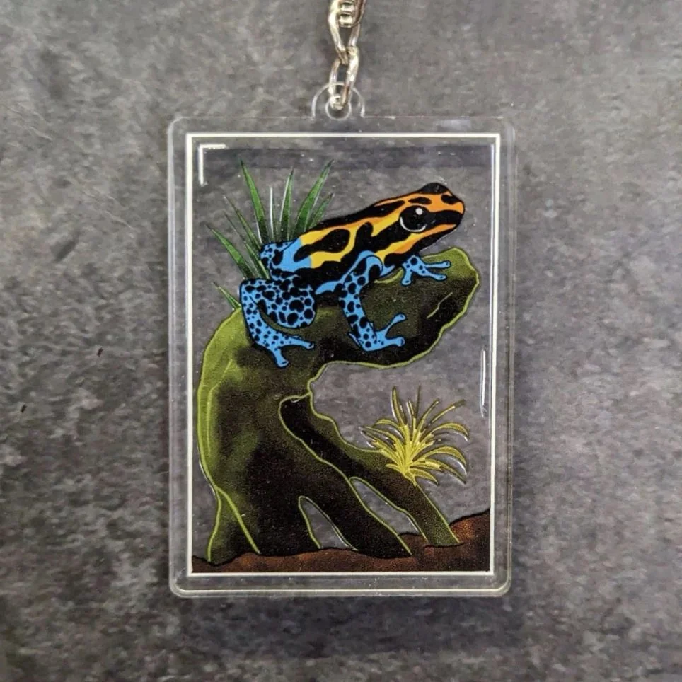 Terrarium_Frosch.jpg