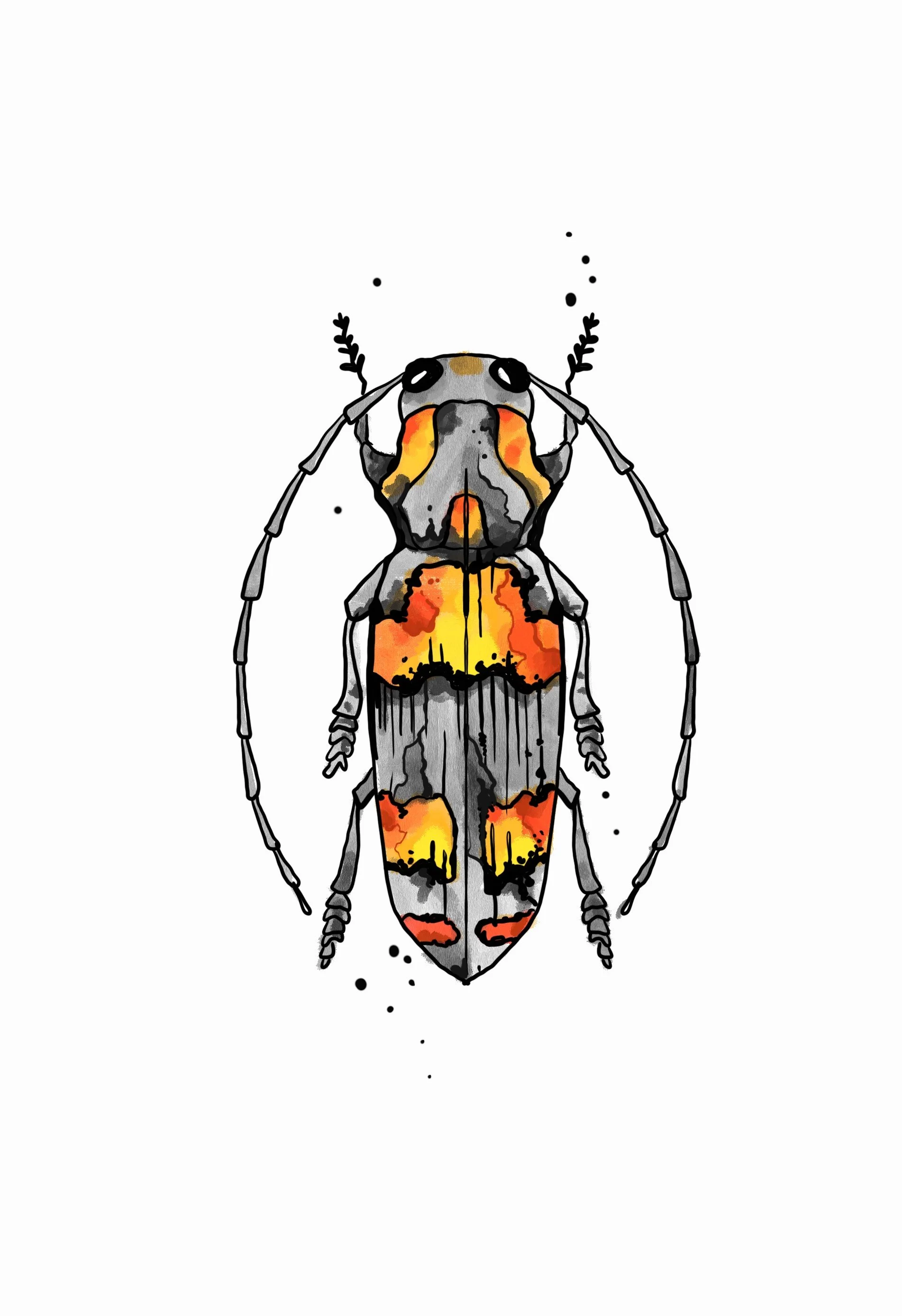 A watercolor illustration of a beetle with orange, yellow, gray, and black patterns on its body, with long antennae and a white background.